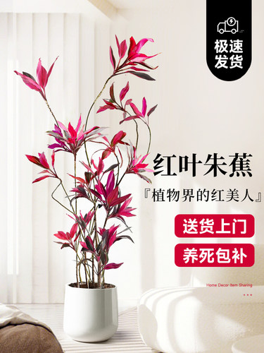 红叶朱蕉绿植室内大型盆栽办公室客厅落地式禄植真花好养易活植物