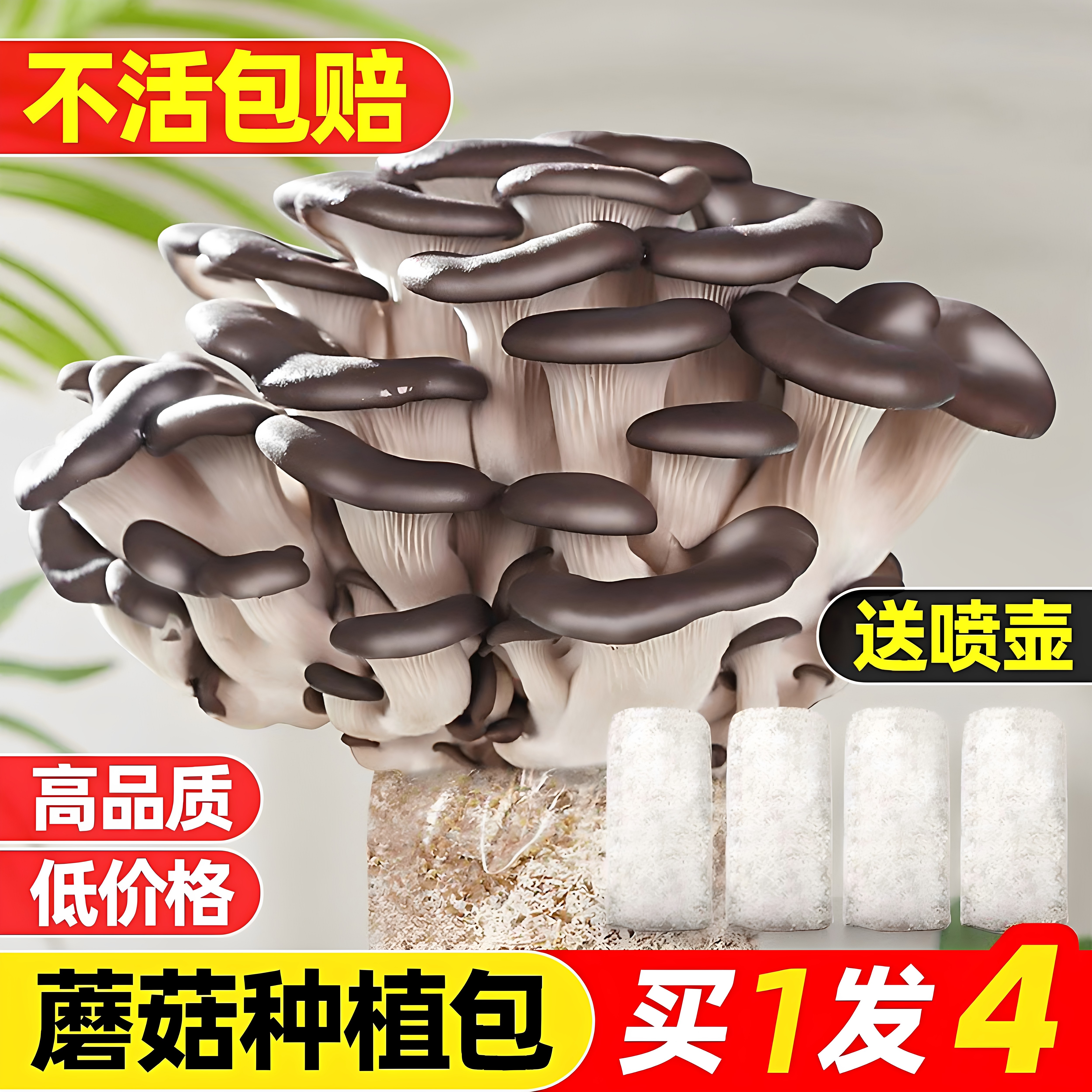蘑菇种植包儿童可食用菌包平菇菌种家种香菇家庭新鲜菌棒懒人