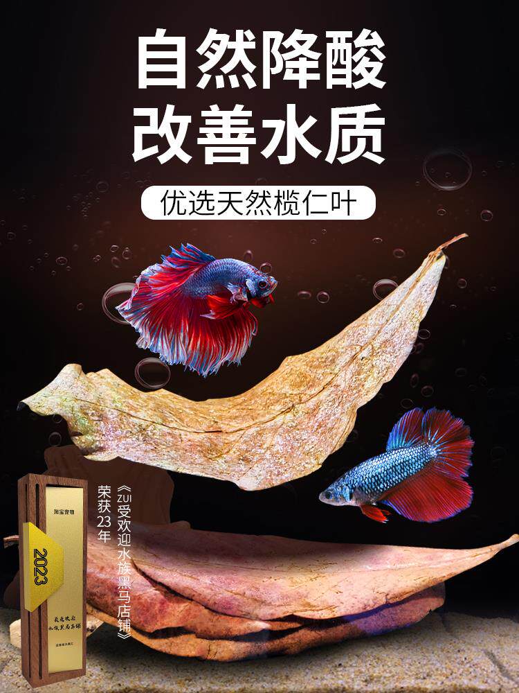 斗鱼榄仁叶懒人叶降酸调节Ph值水族橄榄叶龙眼叶乌龟稳定水质鱼缸