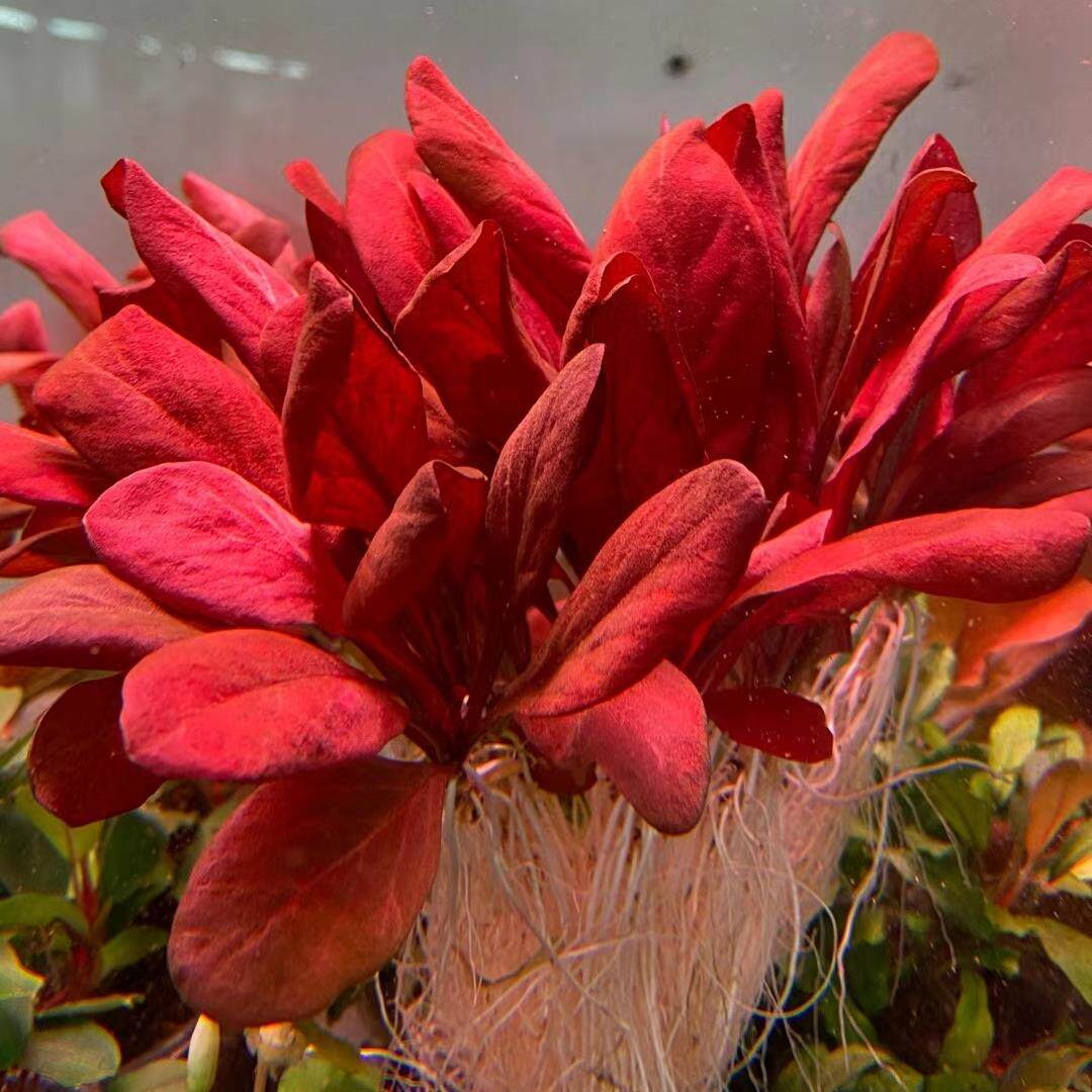 红宝石极乐鸟红色水草鱼缸造景新手水草高档前景赖养观赏草发色