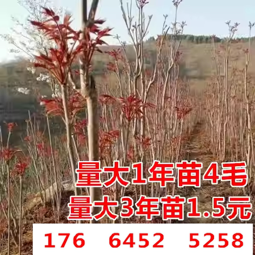 泰山红油香椿苗果树苗