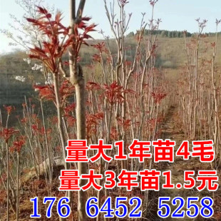 泰山红油香椿苗果树苗可盆栽地栽当年可食用大棚矮化红芽香椿树苗