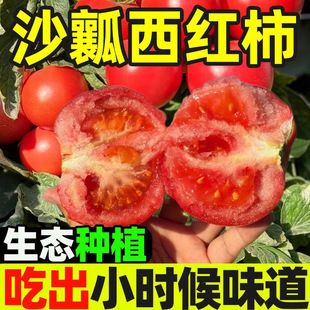 现摘宝宝新鲜水果农家西红柿5斤自然熟新鲜普罗旺斯沙瓤大番茄