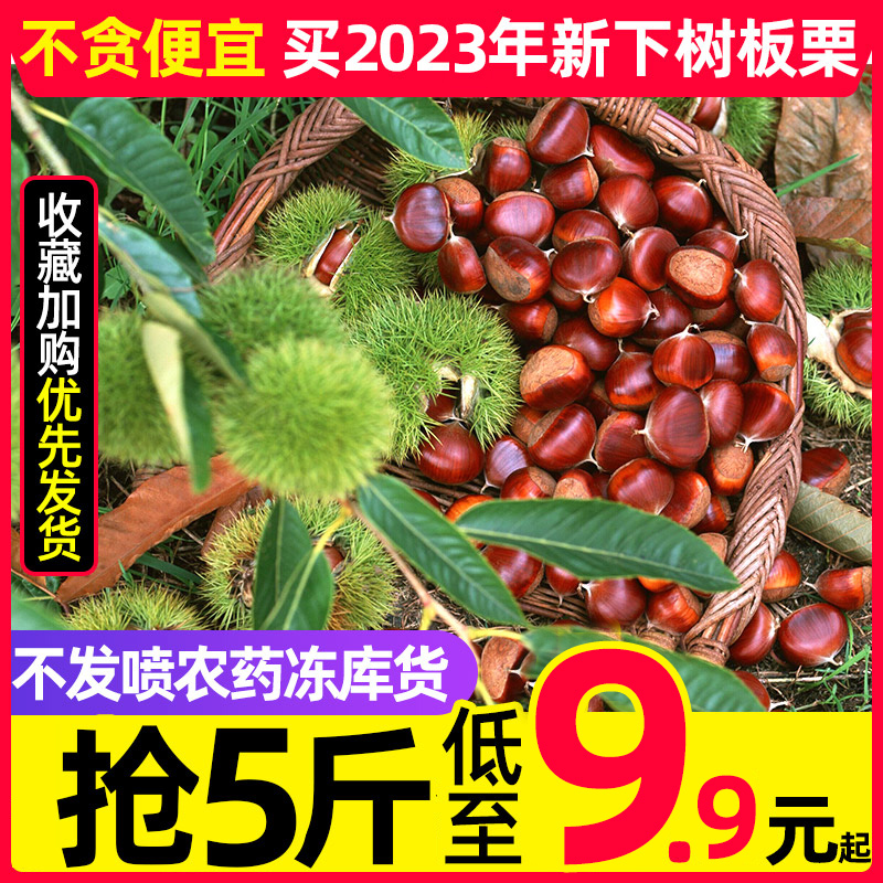 【20年老树果】辽宁丹东新鲜生现摘大板栗5斤栗子锥油栗仁蔬罗田