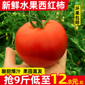 新疆品种自然熟普罗旺斯生吃西红柿5-9斤新鲜沙瓤番茄水果粉柿子
