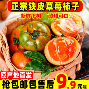 正宗丹东草莓柿子5斤西红柿新鲜碱地铁皮柿子自然熟生吃水果番茄