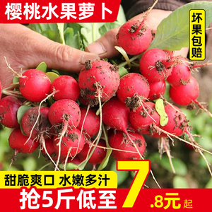 山东寿光樱桃水果萝卜3-5斤新鲜蔬菜红丁萝卜甜脆水果青沙窝萝卜