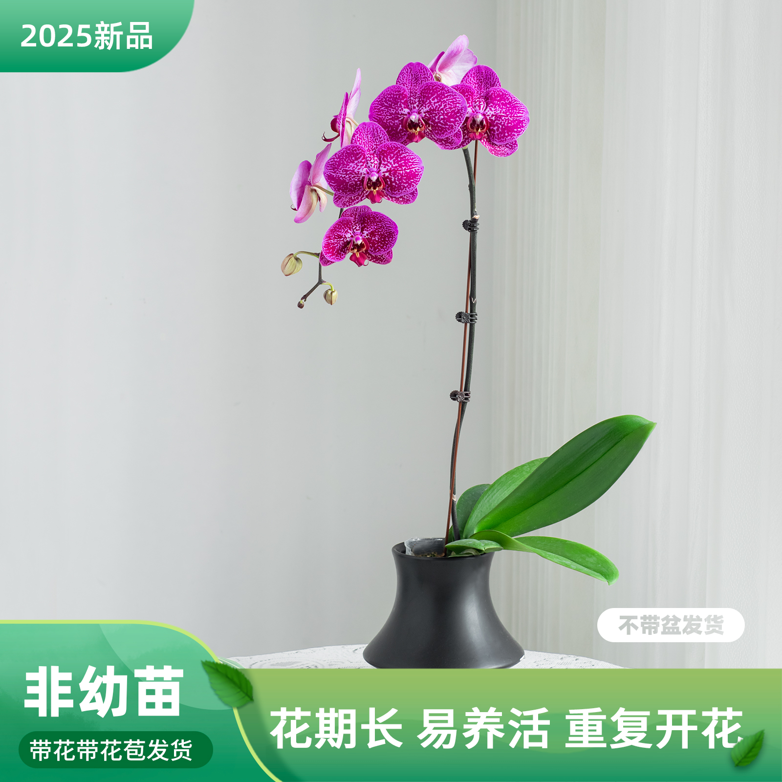 蝴蝶兰盆栽带花苞 客厅餐桌绿植花 【夜光天使】室内花卉巧工