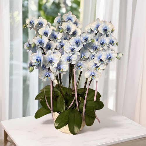 金色池塘蝴蝶兰[马卡龙DF]室内阳台花卉盆栽客厅送礼带花