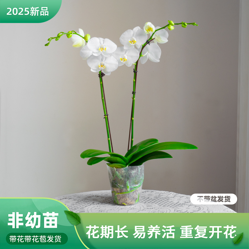 蝴蝶兰盆栽带花苞客厅餐桌绿植花蝴蝶兰【阿玛】室内花卉巧工