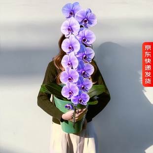 金色池塘 蝴蝶兰【马卡龙龙兰】新年带花室内（花+花苞）