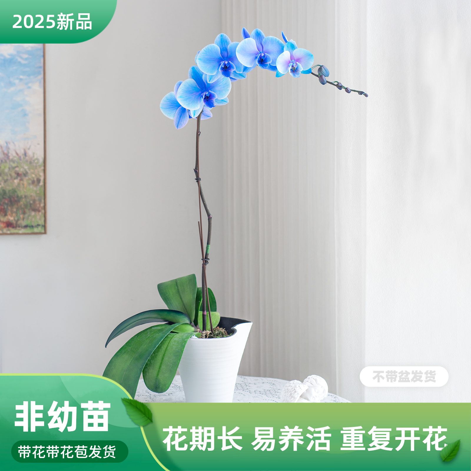 蝴蝶兰盆栽带花苞客厅餐桌绿植花蝴蝶兰【arty蓝】室内花卉巧工