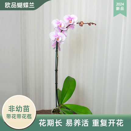 金色池塘 蝴蝶兰基地 【阿尔提亚】花卉带花室内乔迁开业礼品巧工