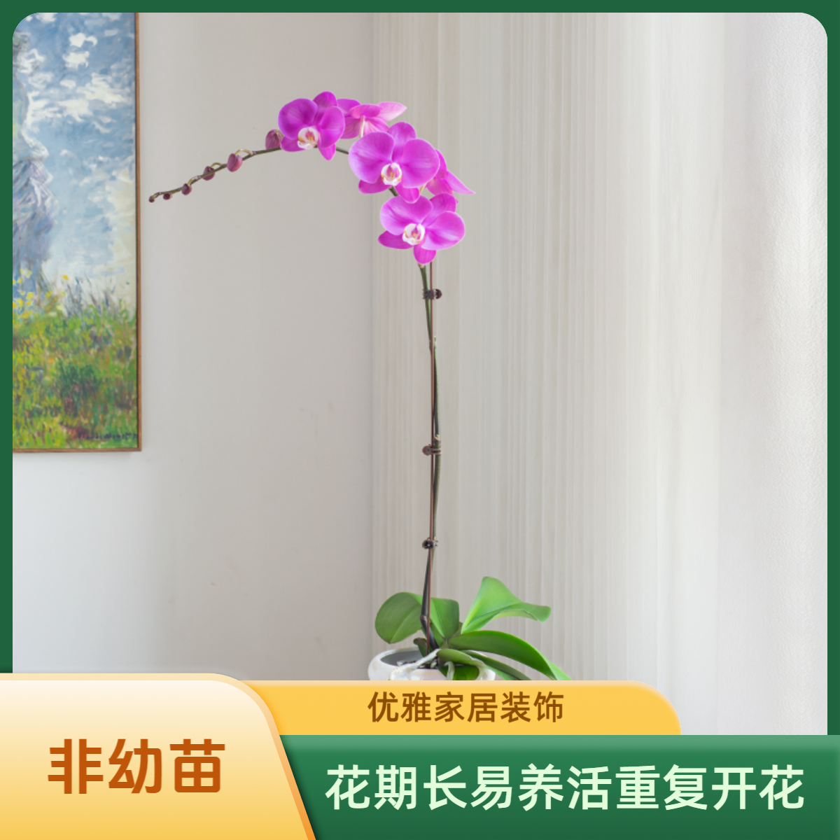 金色池塘 蝴蝶兰基地 【素心】花卉带花室内乔迁开业礼品巧工