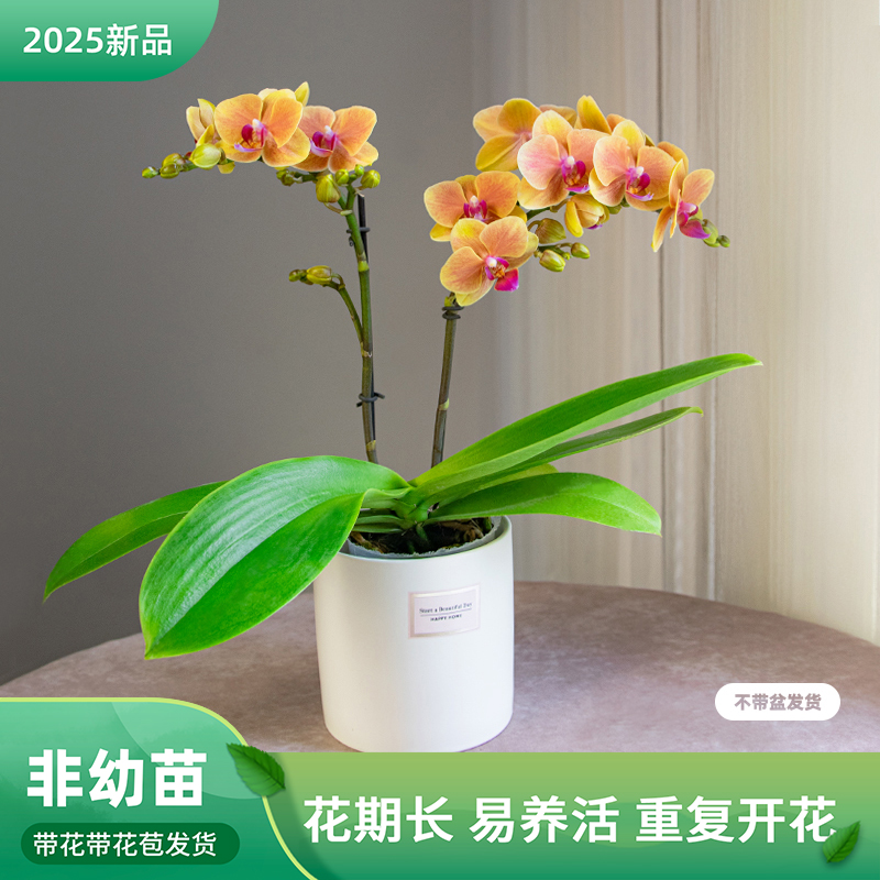 蝴蝶兰盆栽带花苞客厅餐桌绿植花蝴蝶兰【亲爱的】室内花卉巧工