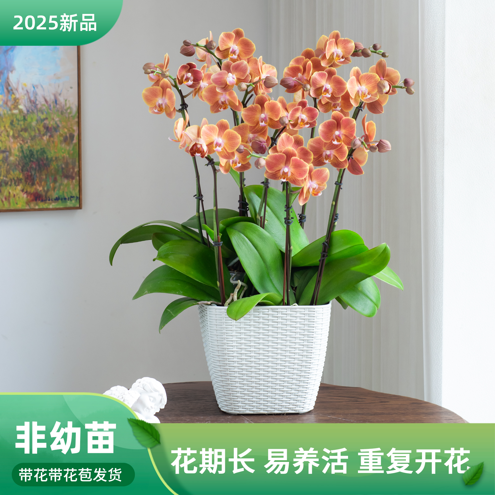 金色池塘 蝴蝶兰基地 【埃特纳】花卉带花室内乔迁开业礼品巧工