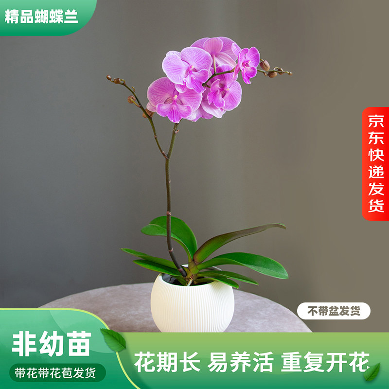 金色池塘 蝴蝶兰基地 【加里曼丹】花卉带花室内乔迁开业礼品巧工,鲜花速递/花卉仿真/绿植园艺,国兰/杂交兰/洋兰类,淘宝优惠券,粉丝福利购,淘宝优惠卷