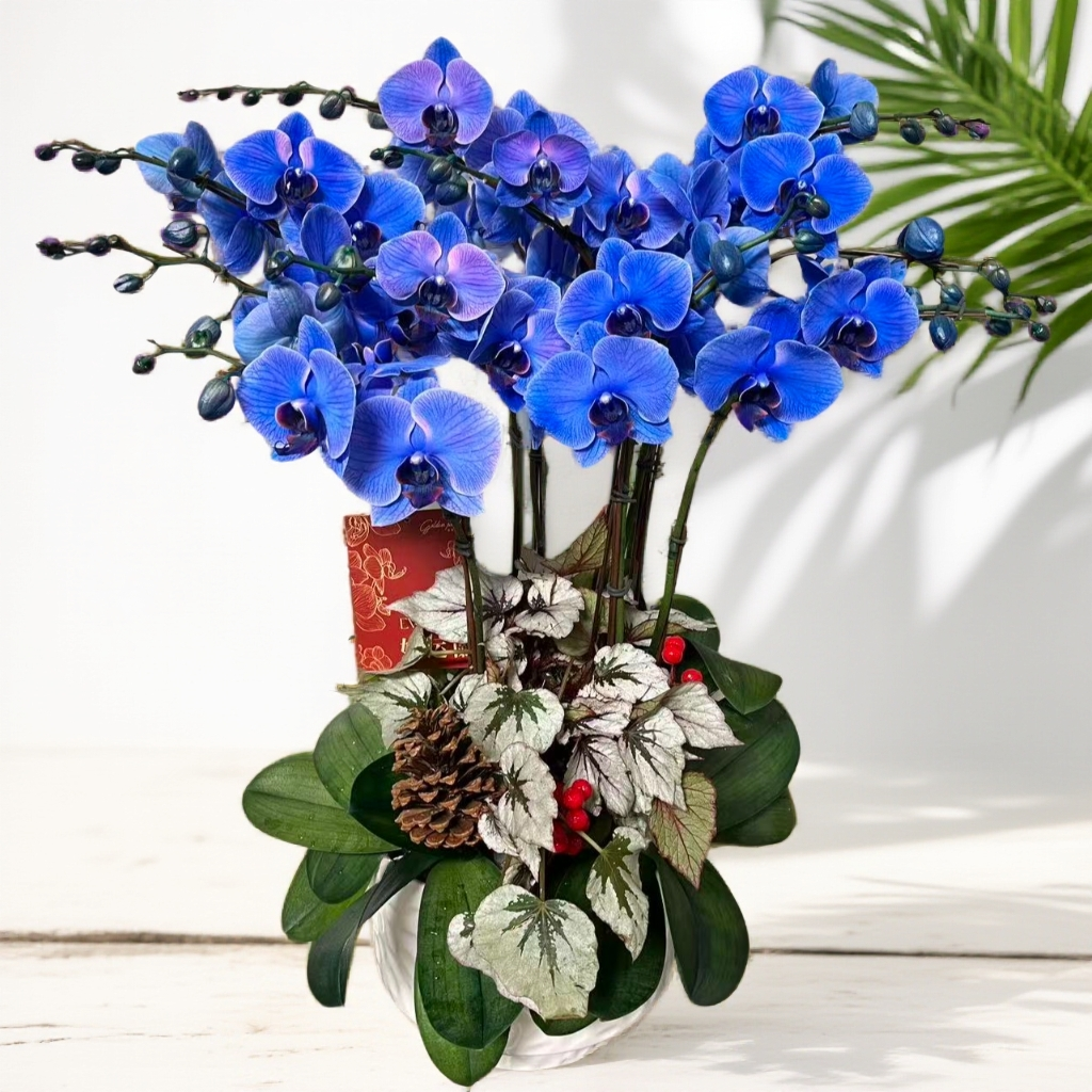 金色池塘蝴蝶兰[马卡龙DFP]室内阳台花卉盆栽客厅送礼带花高级