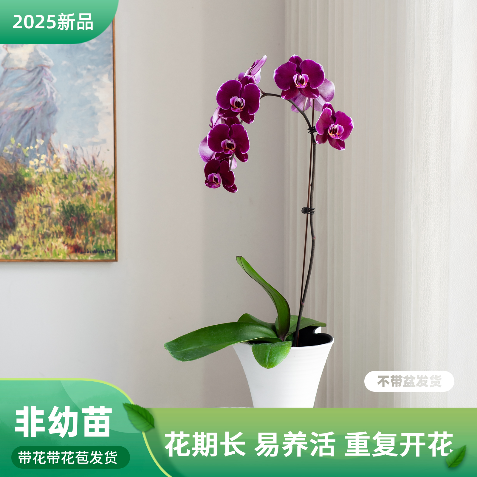 蝴蝶兰盆栽带花苞客厅餐桌绿植花蝴蝶兰【蒙彼利埃】室内花卉巧工