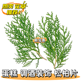 新鲜松柏侧柏叶松针摆盘装饰花草调酒鸡尾酒蛋糕甜品刺身日料装饰