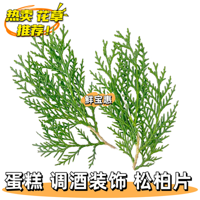 新鲜松柏侧柏叶松针摆盘装饰花草调酒鸡尾酒蛋糕甜品刺身日料装饰