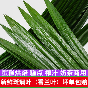 新鲜斑斓叶食用香兰叶千层糕点烘焙榨汁奶茶商用班兰叶子摆盘装饰