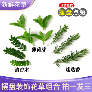 提拉米苏蛋糕摆盘装饰叶子烘焙甜品摆件新鲜清香木迷迭香薄荷芽