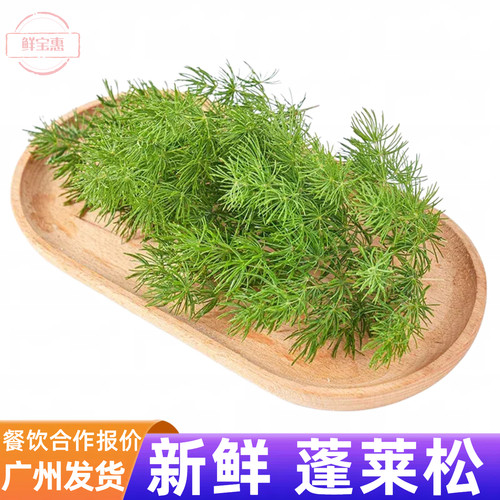 新鲜采摘蓬莱松摆盘装饰点缀叶子