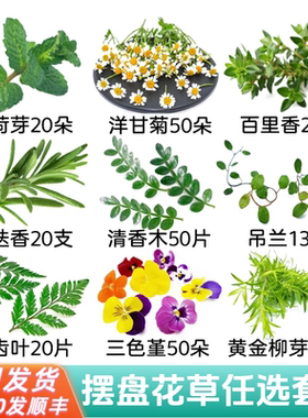 广州食品摆盘装饰花草