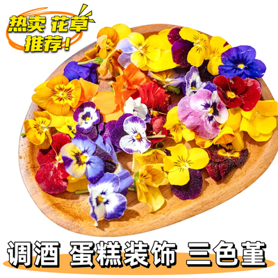 新鲜三色堇蛋糕烘焙鸡尾酒调酒装饰鲜花网红三色花点缀摆盘花草