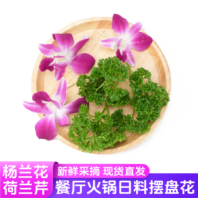 杨兰花荷兰芹火锅日料摆盘装饰花