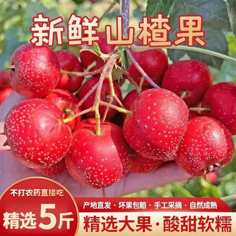 新鲜山楂生果大金星酸甜软糯应季水果现摘现发5斤装2024精品新果