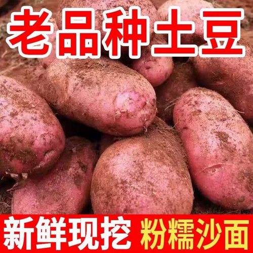 云南新鲜红皮黄心大土豆10斤包邮2025新农家红洋芋粉面高山马铃薯
