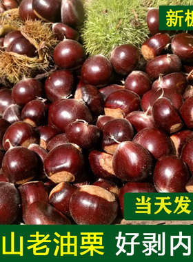 云南板栗生板栗生吃野生毛栗子农家现摘油栗板栗 甜度好