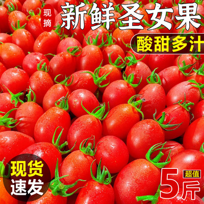 圣女果新鲜现摘5斤包邮樱桃小番茄西红柿非千禧当季农家蔬菜水果