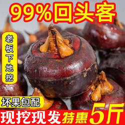 湖北特产毛李超大荸荠脆甜无渣新鲜大个马蹄特大农家自种产地直销