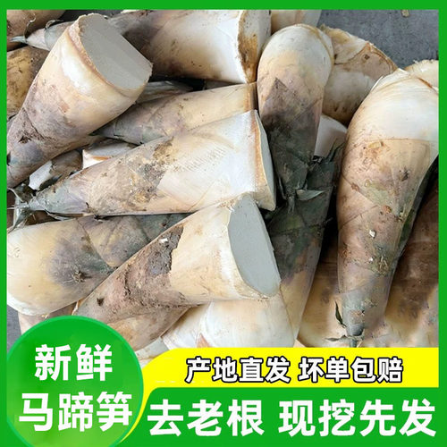 福建漳州绿竹笋当季新鲜马蹄笋现挖竹笋脆嫩甜笋鲜笋整箱包邮