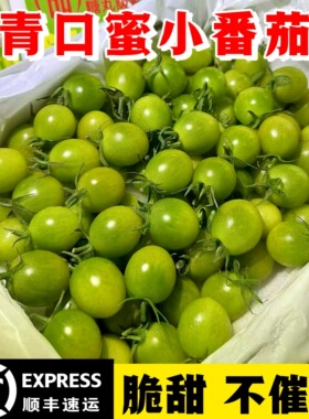 青口蜜圣女果绿色小番茄新鲜绿千禧甜即食小柿子生吃顺丰包邮