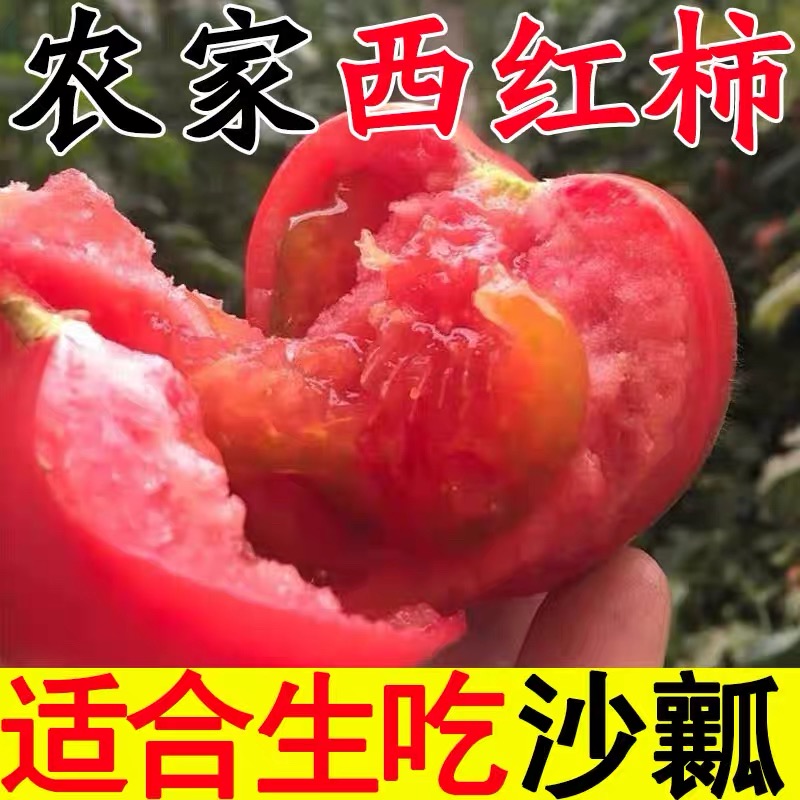 西红柿新鲜自然熟沙瓤番茄水果普罗旺斯圣女果蔬菜大草莓铁皮柿子