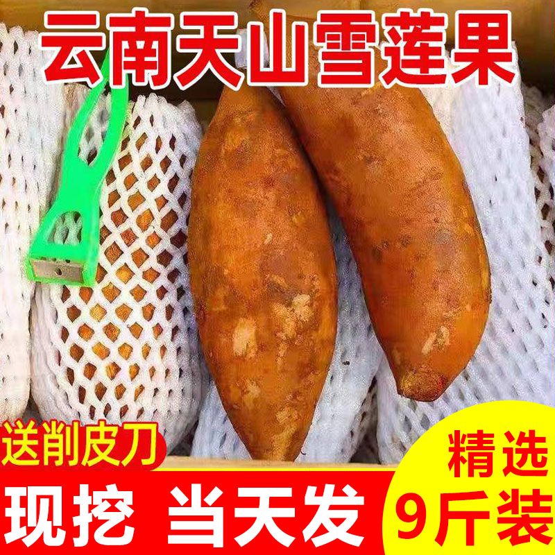 精选!2026年雪莲果云南天山黄肉雪莲果新鲜水果脆甜多汁9斤包邮5