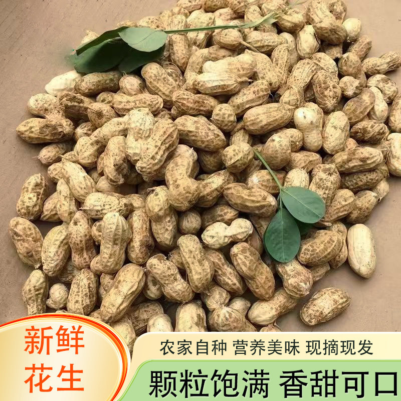 2026新鲜湿花生带壳生花生现挖当季泥壳花生水煮生吃农家粉皮