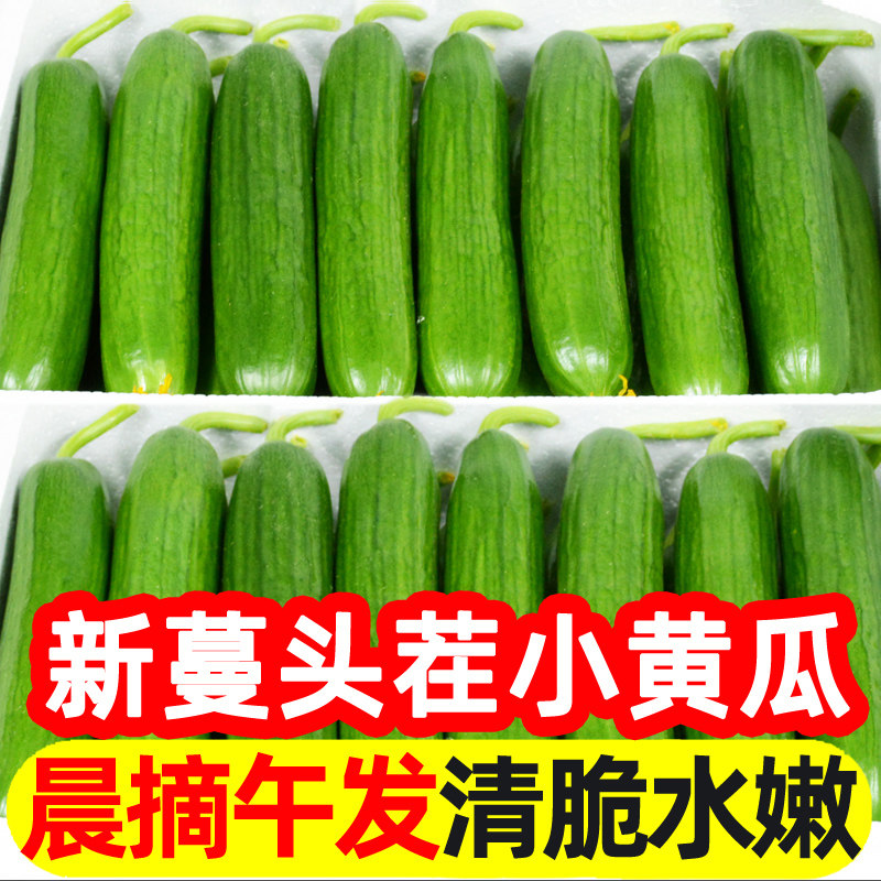 现摘水果小黄瓜5斤新鲜黄瓜甜脆小青瓜荷兰蔬菜农家自种生吃包邮