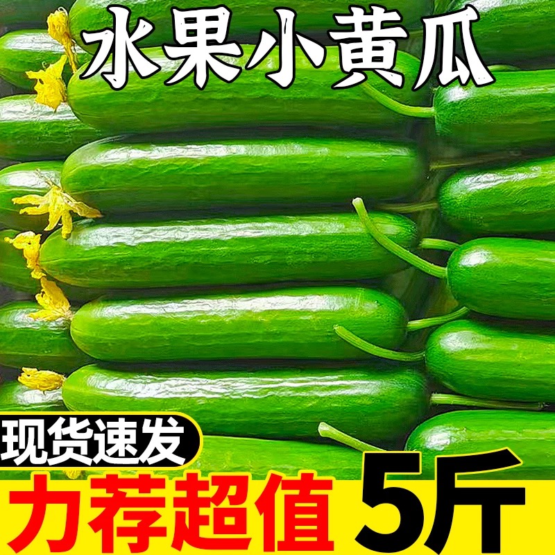 水果黄瓜新鲜包邮6斤小黄瓜青瓜旱生吃脆嫩清甜白玉花瓜蔬菜5整箱