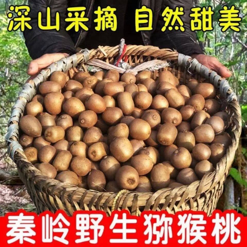 陕西秦岭正宗野生猕猴桃