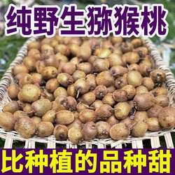 陕西秦岭正宗野生猕猴桃水果绿心奇异果泡酒小迷糊桃新鲜应季泥桃