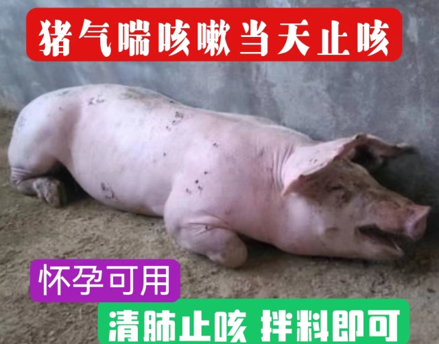 猪咳嗽特效止咳快速平喘清肺抗病毒咳喘化痰消炎牛羊猪用止咳散