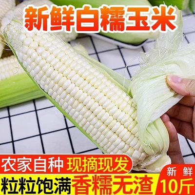 农家新鲜2024年带皮甜糯生白玉米糯牛奶粘黏玉米棒子当季蔬菜现摘