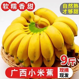 新鲜水果10斤整箱自然熟banana苹果蕉香蕉粉蕉 现摘广西小米蕉当季