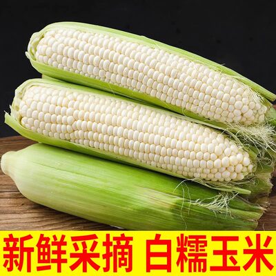 新鲜采摘白糯牛奶玉米5-9斤当季现摘嫩苞谷代餐甜糯玉米棒子包邮3