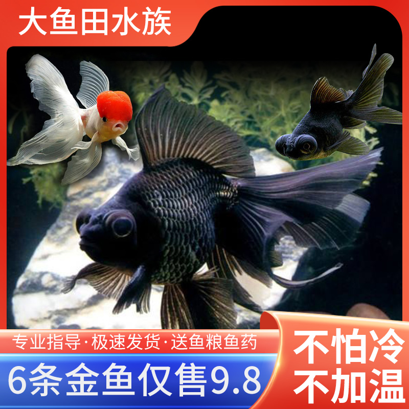 金鱼观赏鱼小型淡水养包活小金鱼